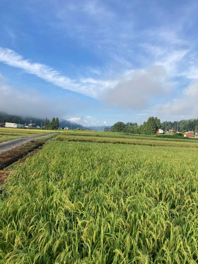 令和7年産魚沼コシヒカリ精米10kg