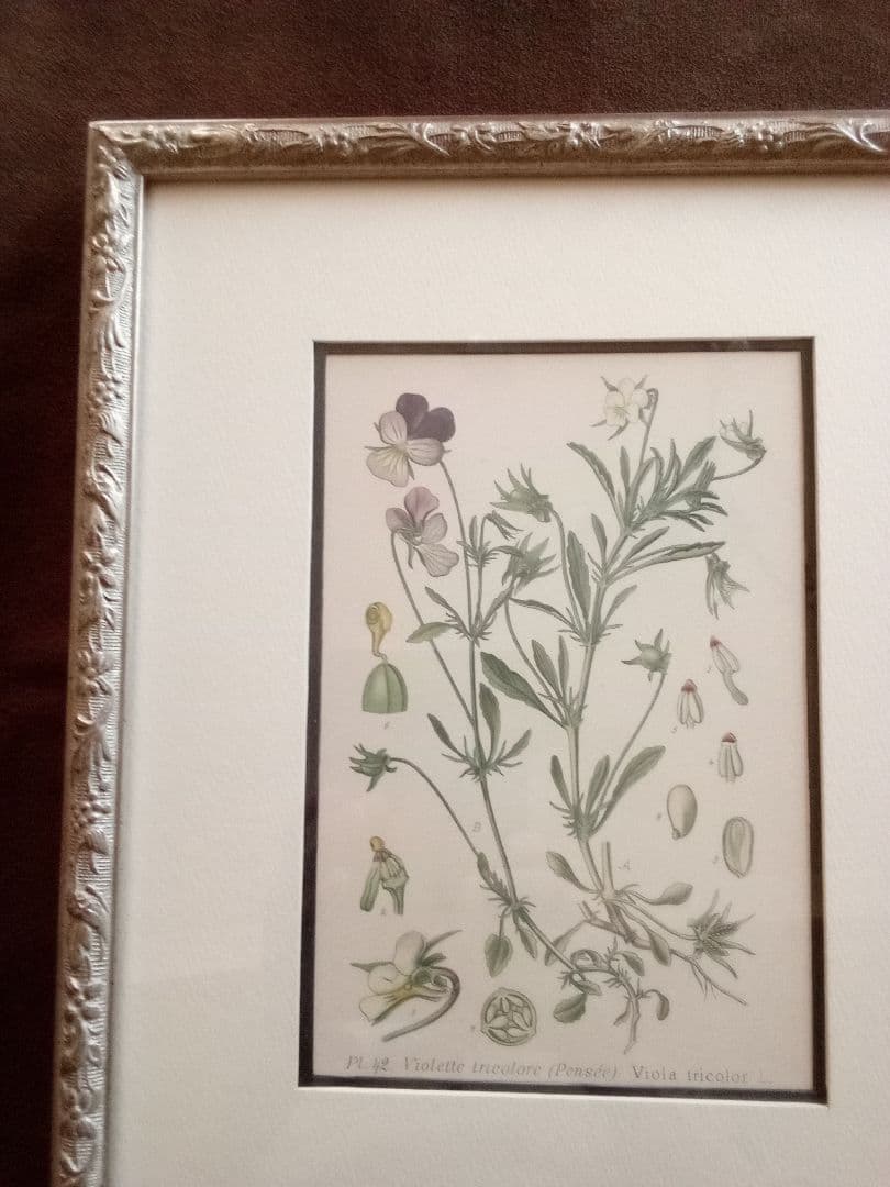 フランス ボタニカル画 石版画の額装品 １８９１年