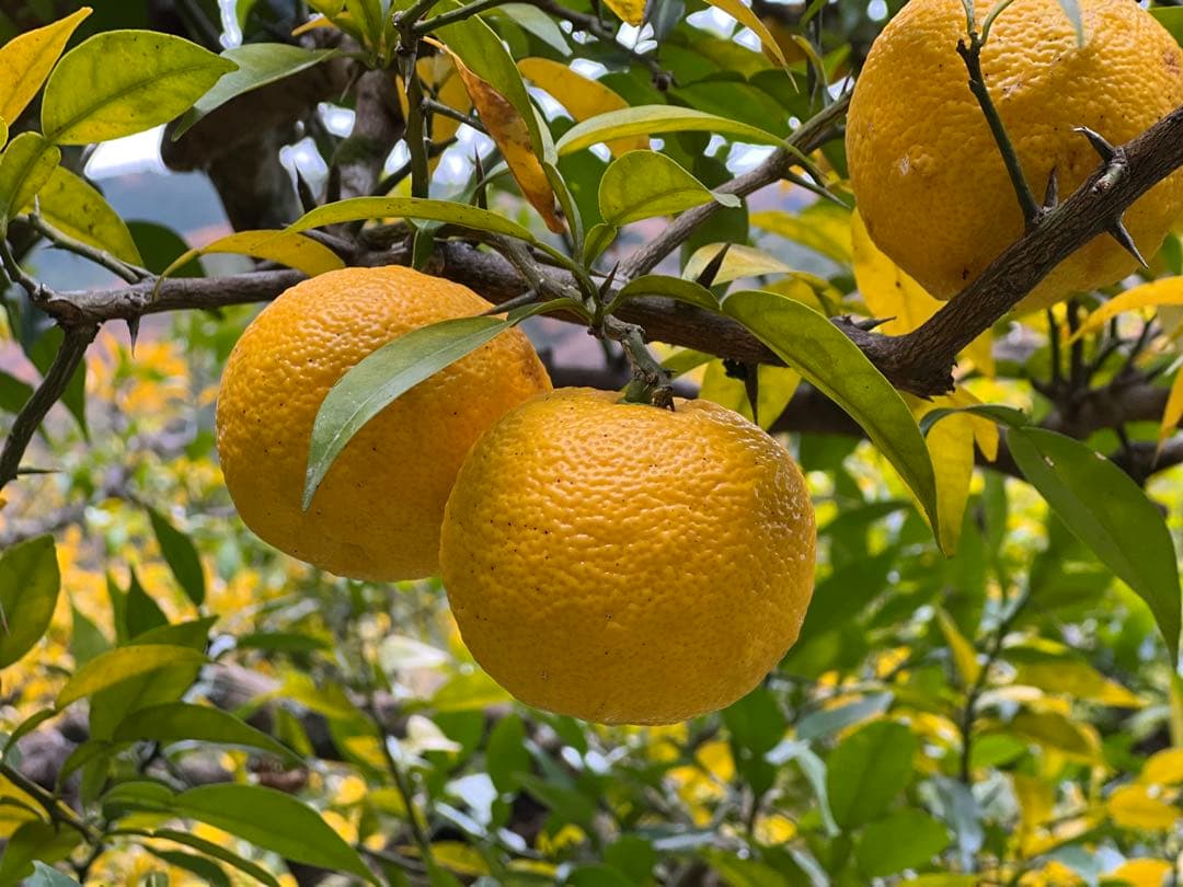 NAGOMIの柚子 20年間農薬不使用『バグーツ10kg』