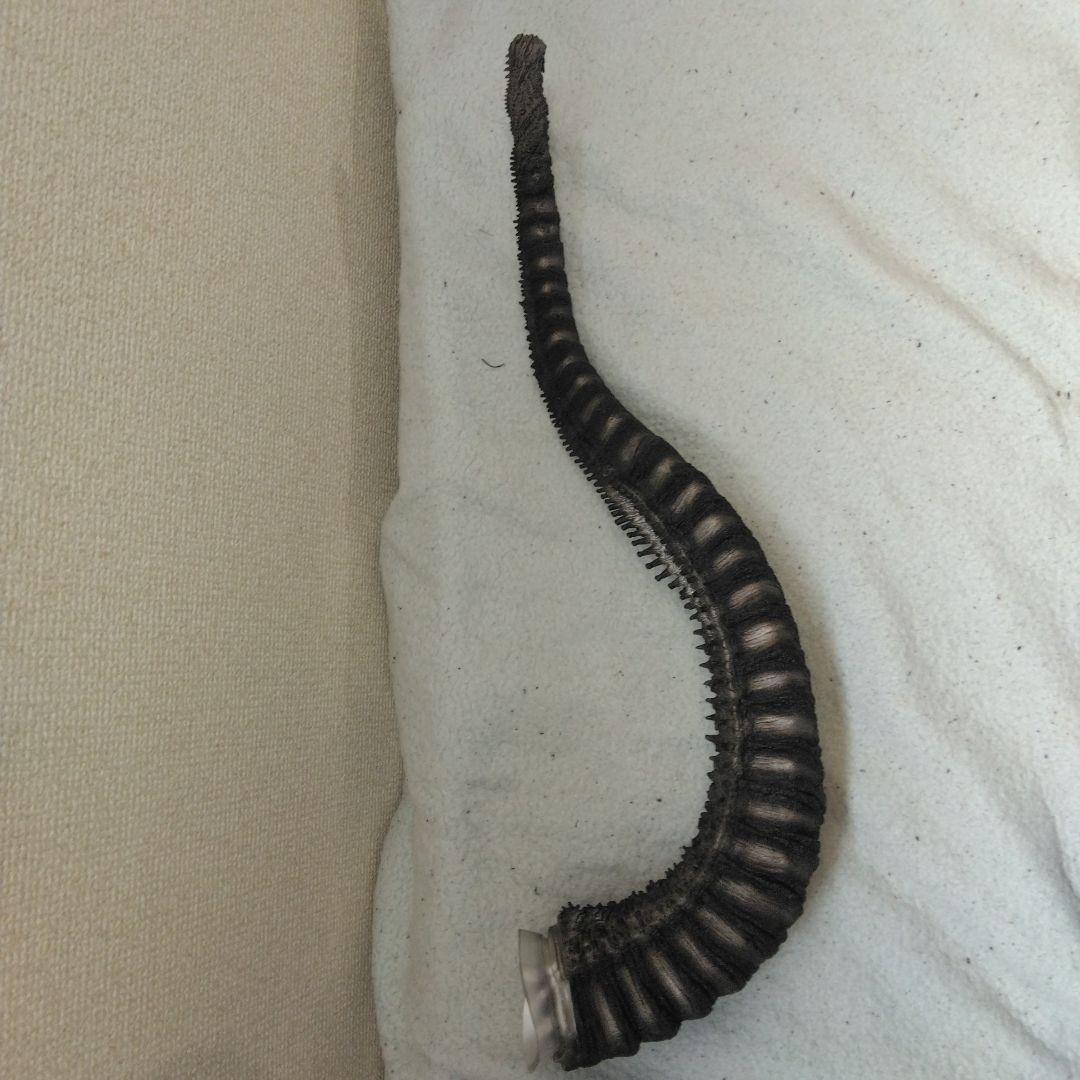 酒井ゆうじ造形コレクション ゴジラ2016 オルソ 一般流通版