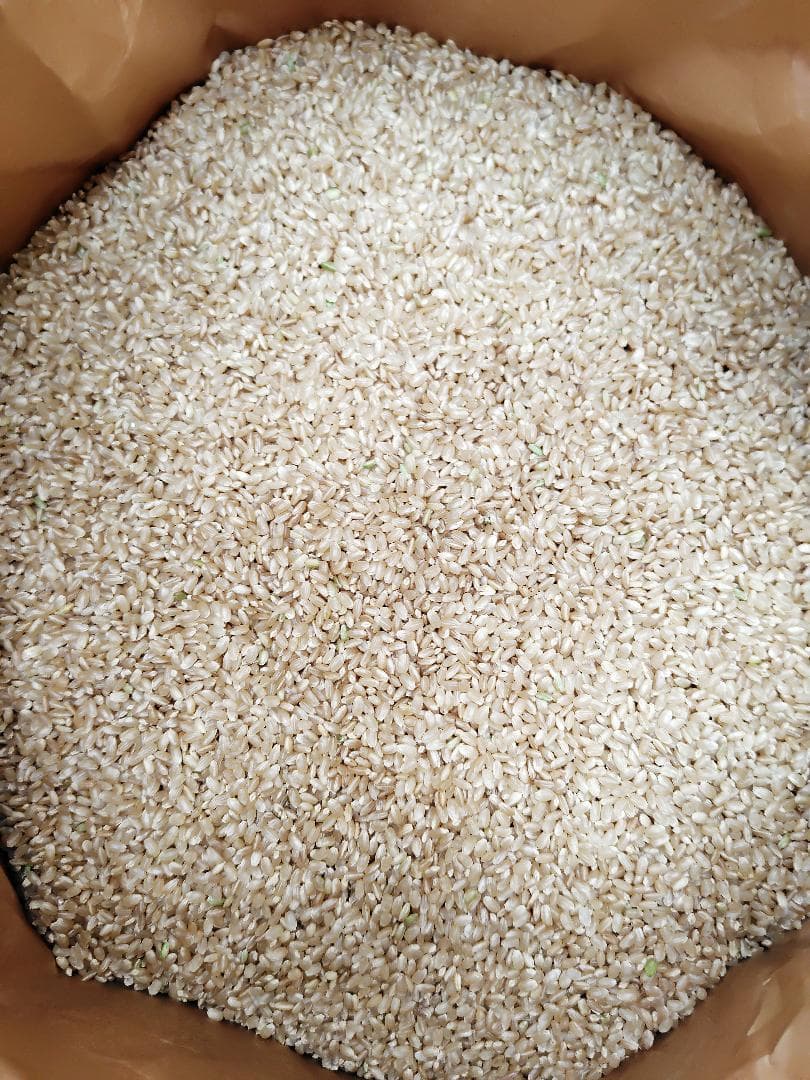 【令和7年度産】西条の名水で育てたお米 にじのきらめき 新米玄米 20kg