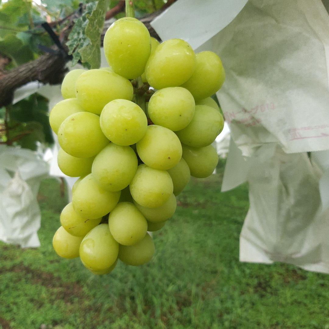 シャインマスカット徳用秀品5キロ入り