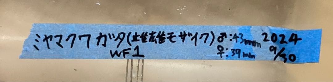 【標本】雌雄モザイク ミヤマクワガタ