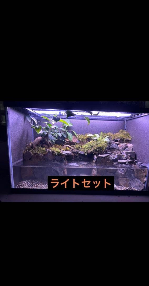 水の流れる滝テラリウム水槽　60サイズ　ガジュマル