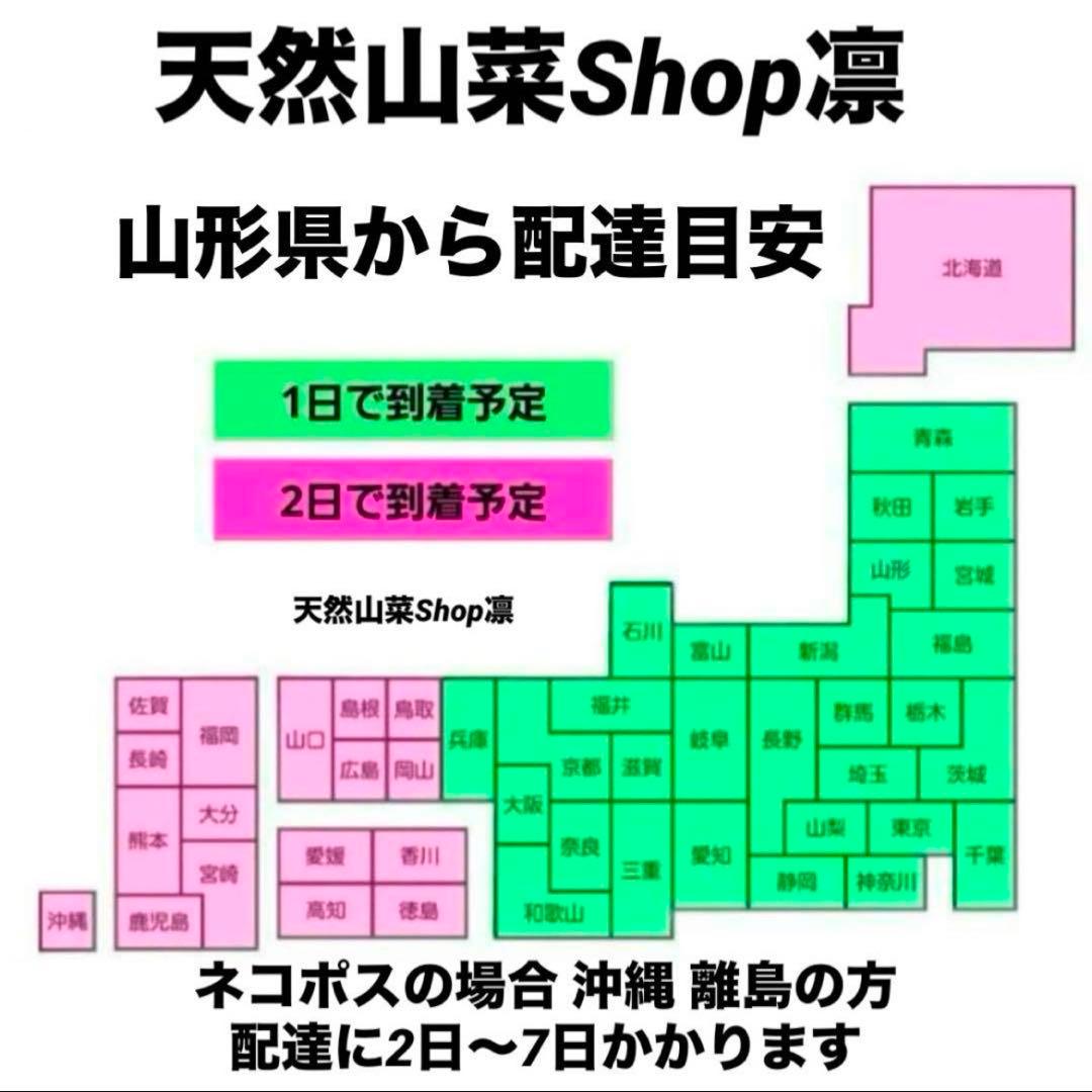 天然きのこ 松茸 国産 マツタケ まつたけ 大自然の凛さん採取その175