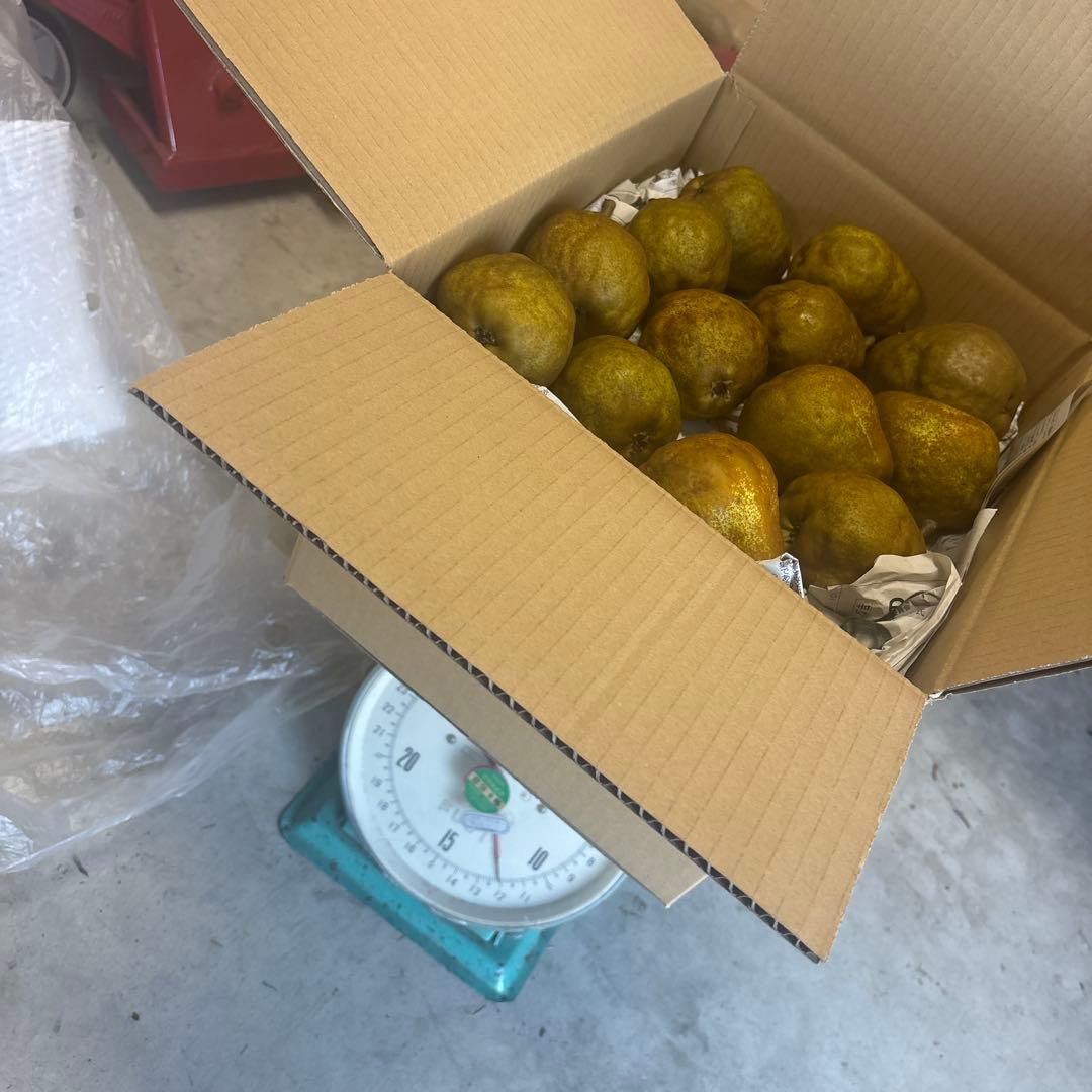 ファンファン　Heard 20kg