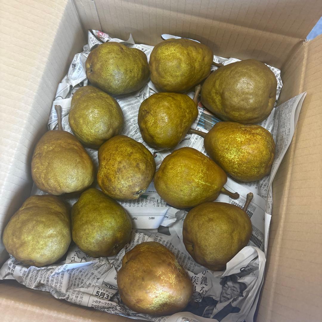 ファンファン　Heard 20kg