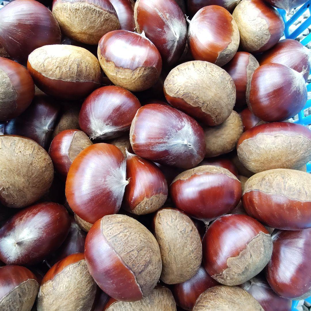 【pan_cham（9/12）】栗　茨城県産　朝収穫　厳選　5kg