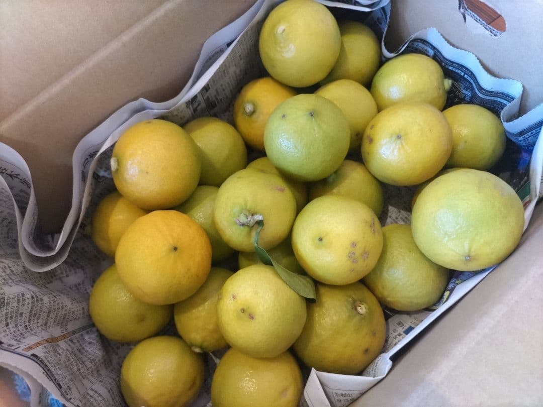 有機栽培 ベルガモット 果実 黄緑色 ３キロ 送料無料