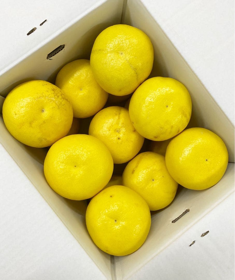 大玉限定☆ご家庭用　高知特産土佐文旦4L〜3L 13〜18玉入り約10㎏ 2箱