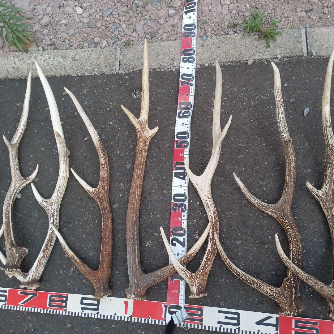 S*i様 天然蝦夷鹿角　犬のおもちゃ、工芸などとうぞ　３番