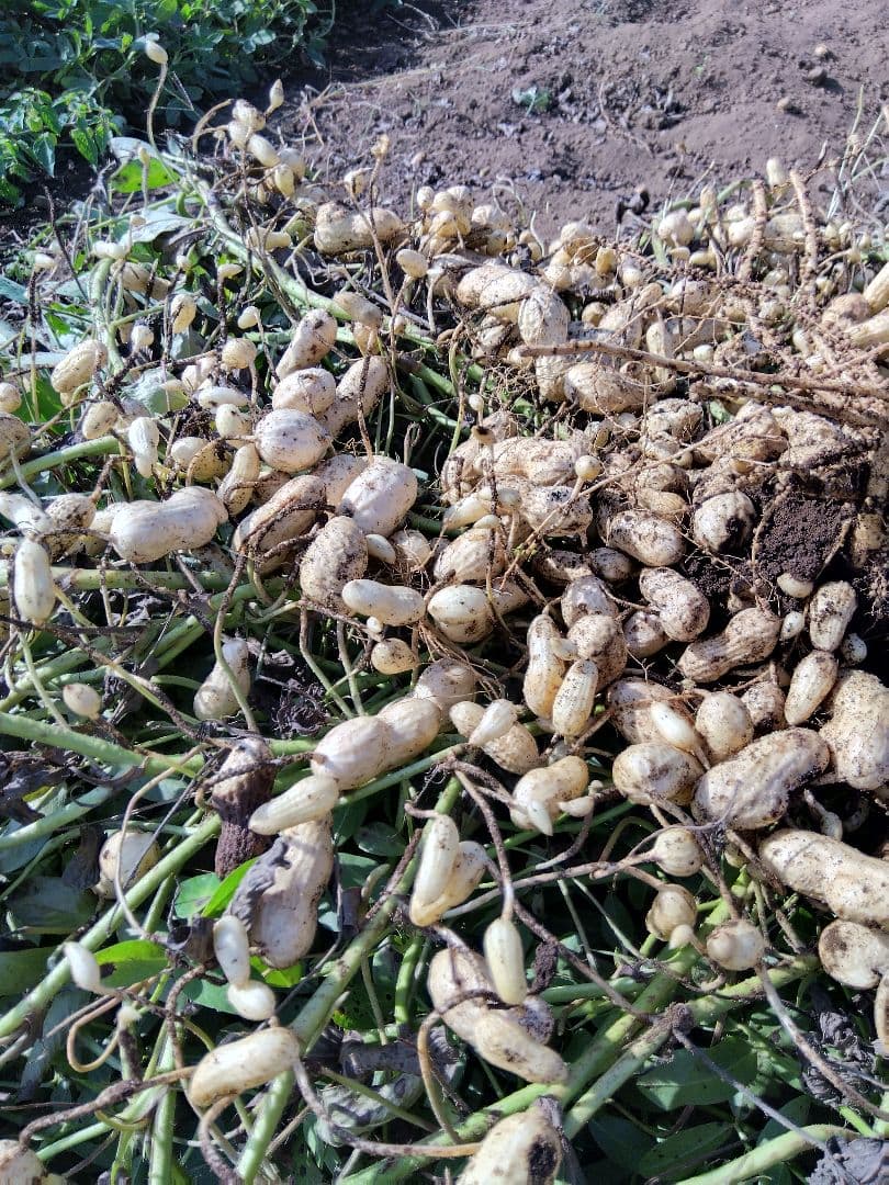 とも　落花生 オオマサリ10kg