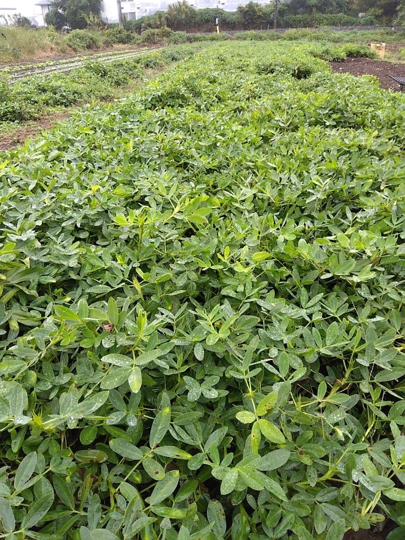 とも　落花生 オオマサリ10kg