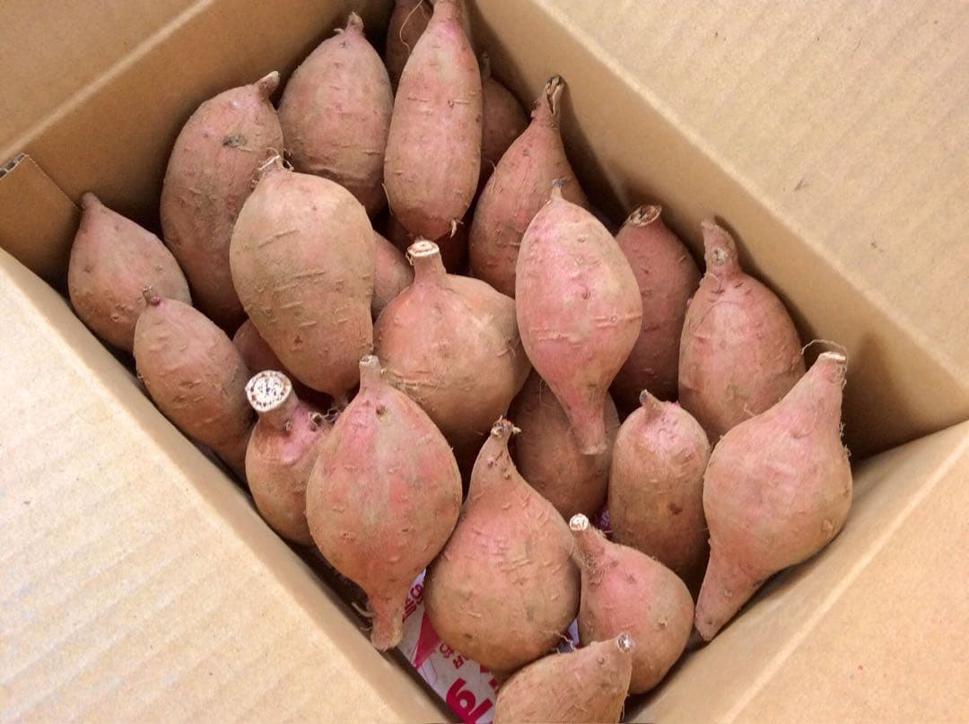 種子島産安納芋　MLサイズ20kgさつまいも王道 焼き芋にどうぞ　#00