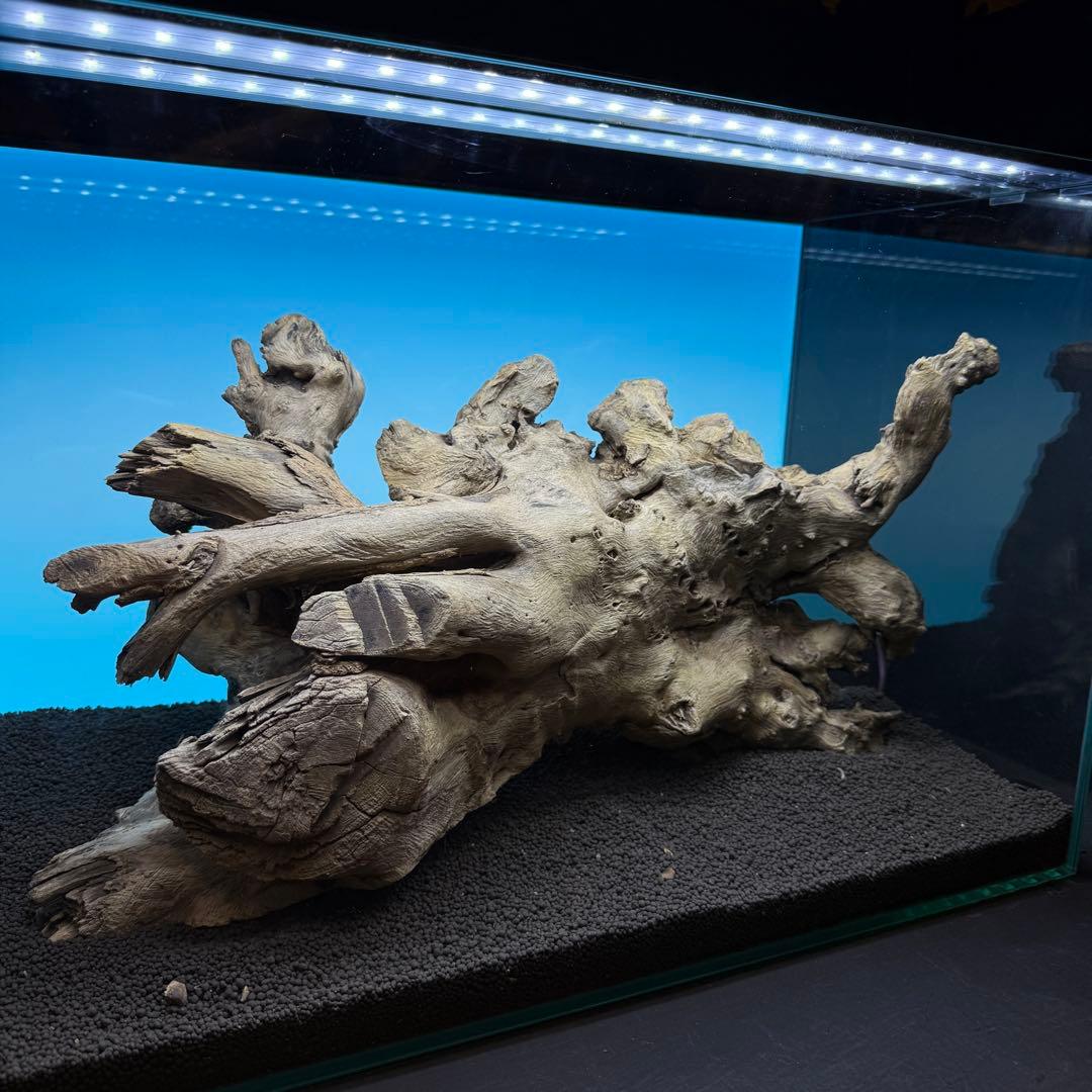 MJW-6768 ジンジャーウッド　1点物　天然流木　アクアリウム