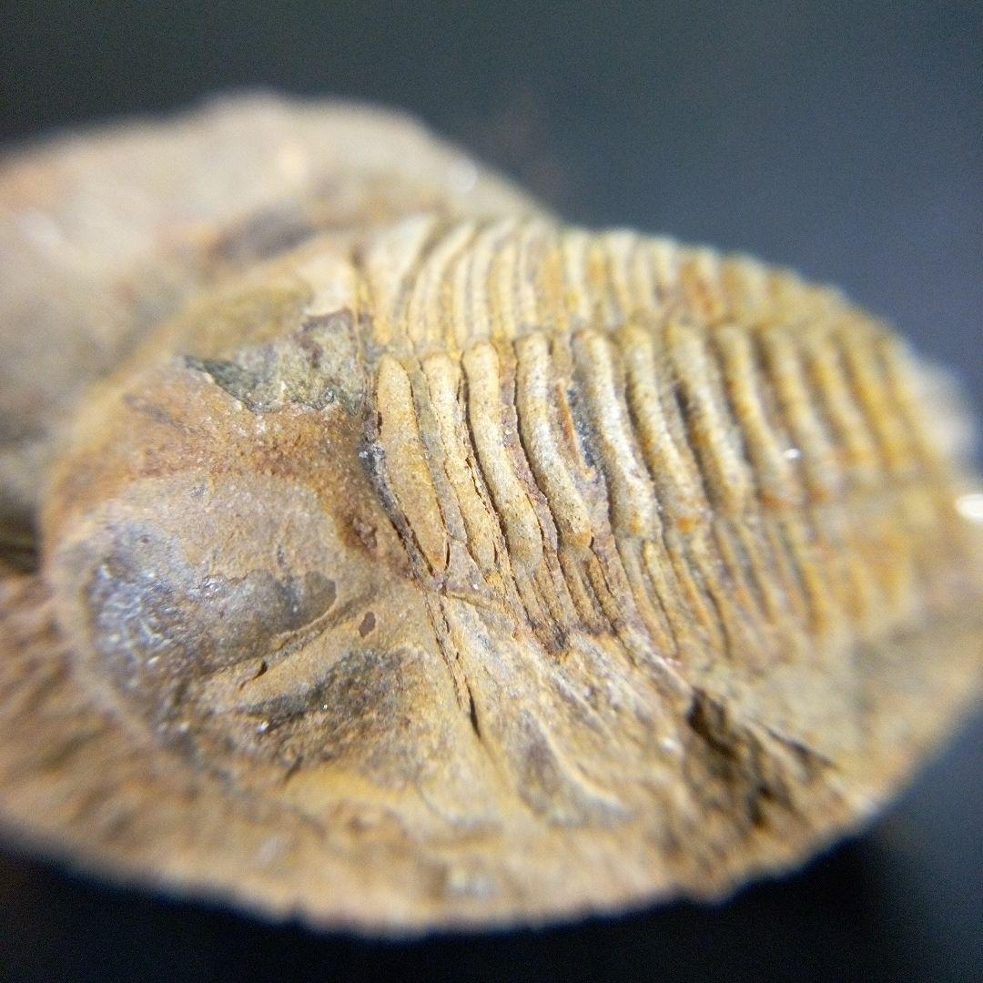 三葉虫　化石　fossil　ボリビア産　trilobite　南アメリカ化石郡⑥