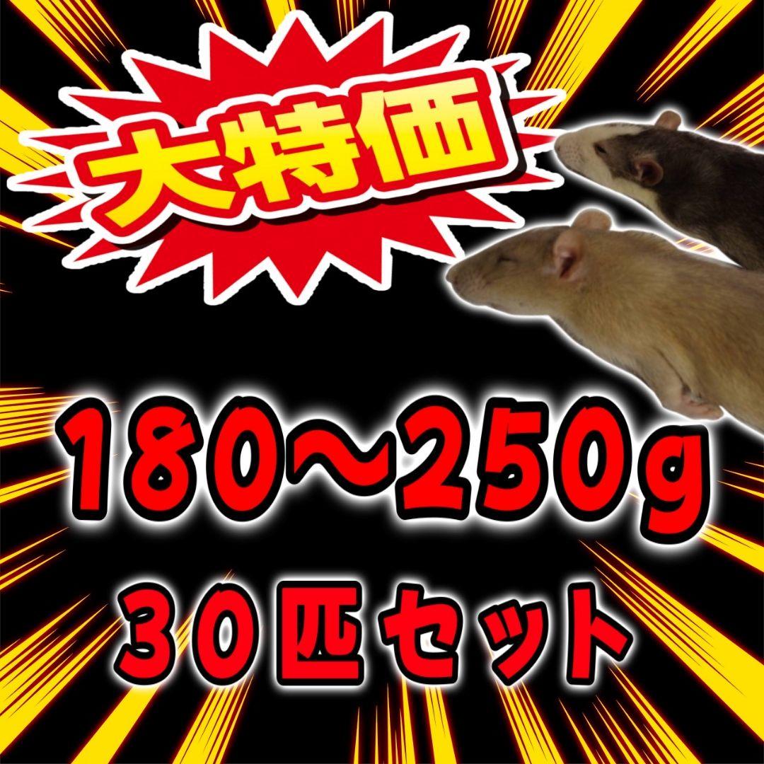 冷凍ラット 180~250g 30匹セット