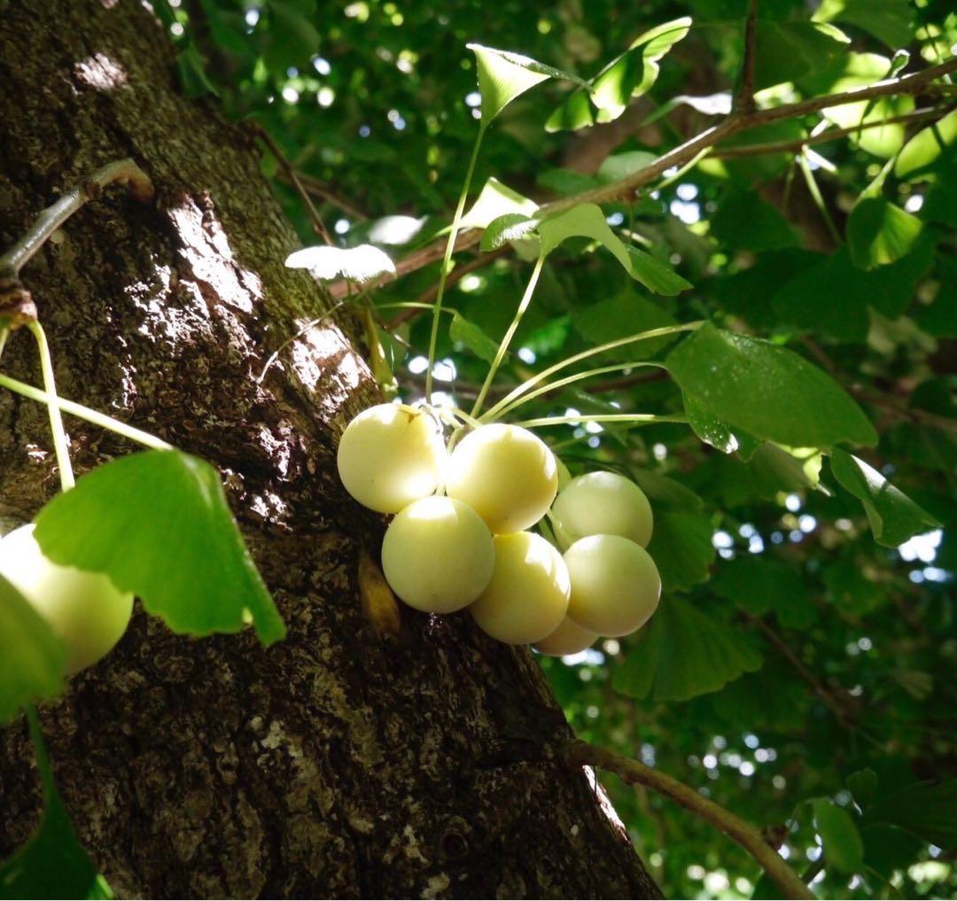 キムチ　藤九郎銀杏　4L 8kg