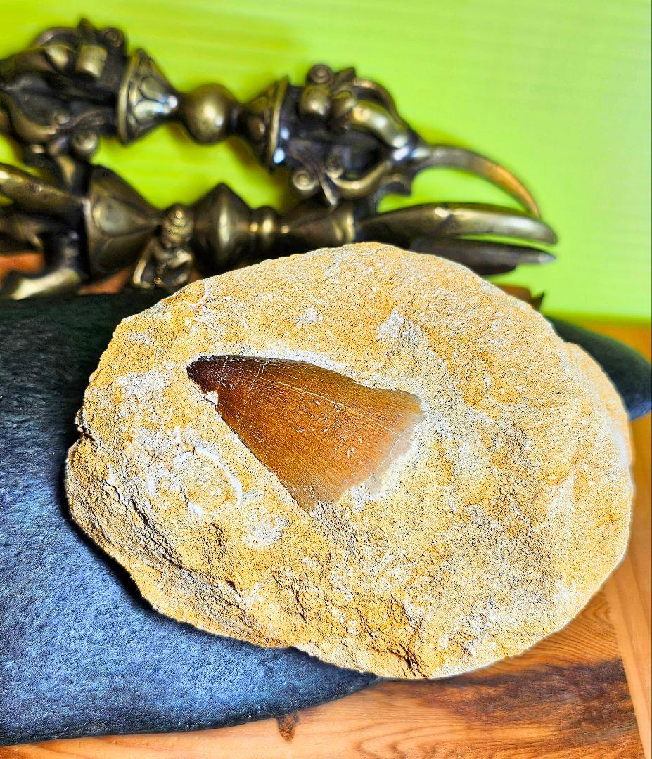 エネルギーを与える‼️モササウラスの牙 化石