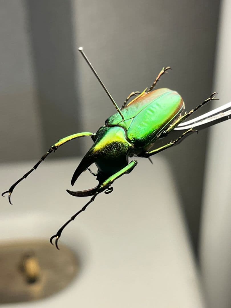 【31mm】カブトハナムグリ コガネムシ プラチナコガネ カナブン ゾウカブト