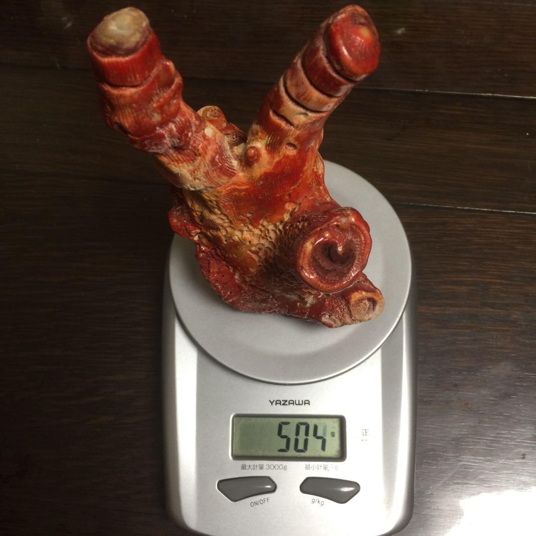 天然 紅珊瑚 504g