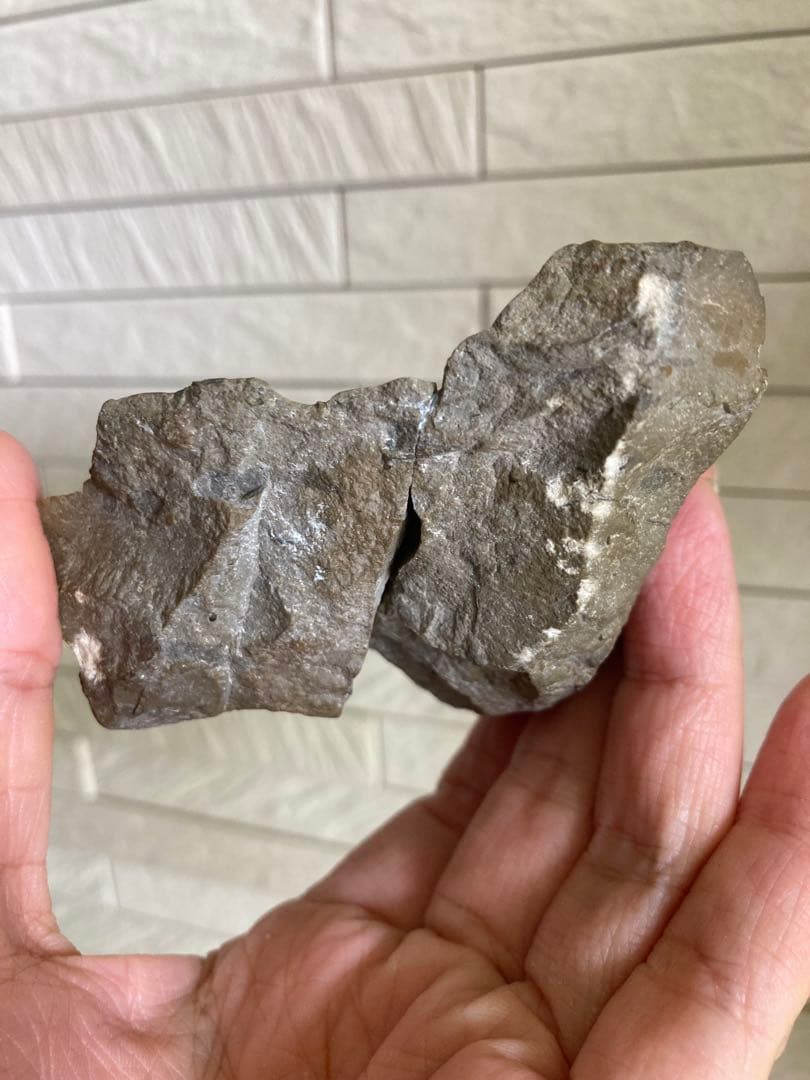 珍品　レア品　化石　コレクション　標本