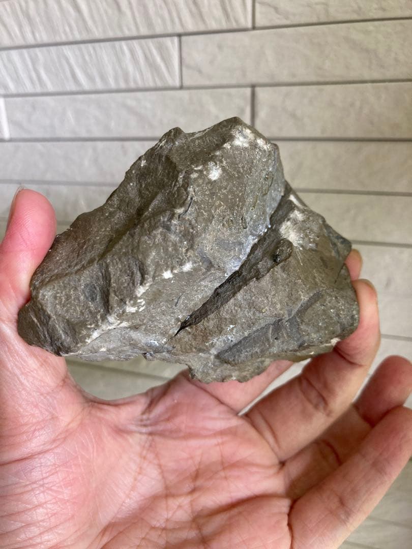 珍品　レア品　化石　コレクション　標本