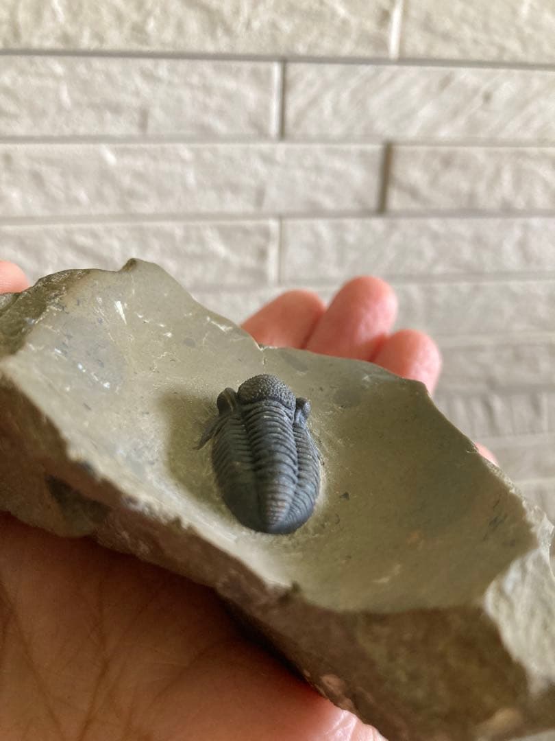 珍品　レア品　化石　コレクション　標本