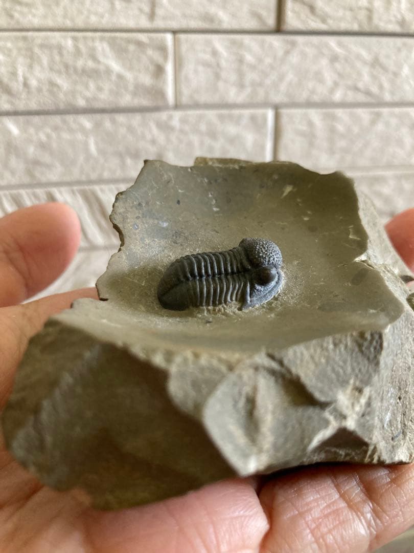 珍品　レア品　化石　コレクション　標本