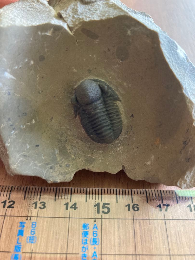 珍品　レア品　化石　コレクション　標本