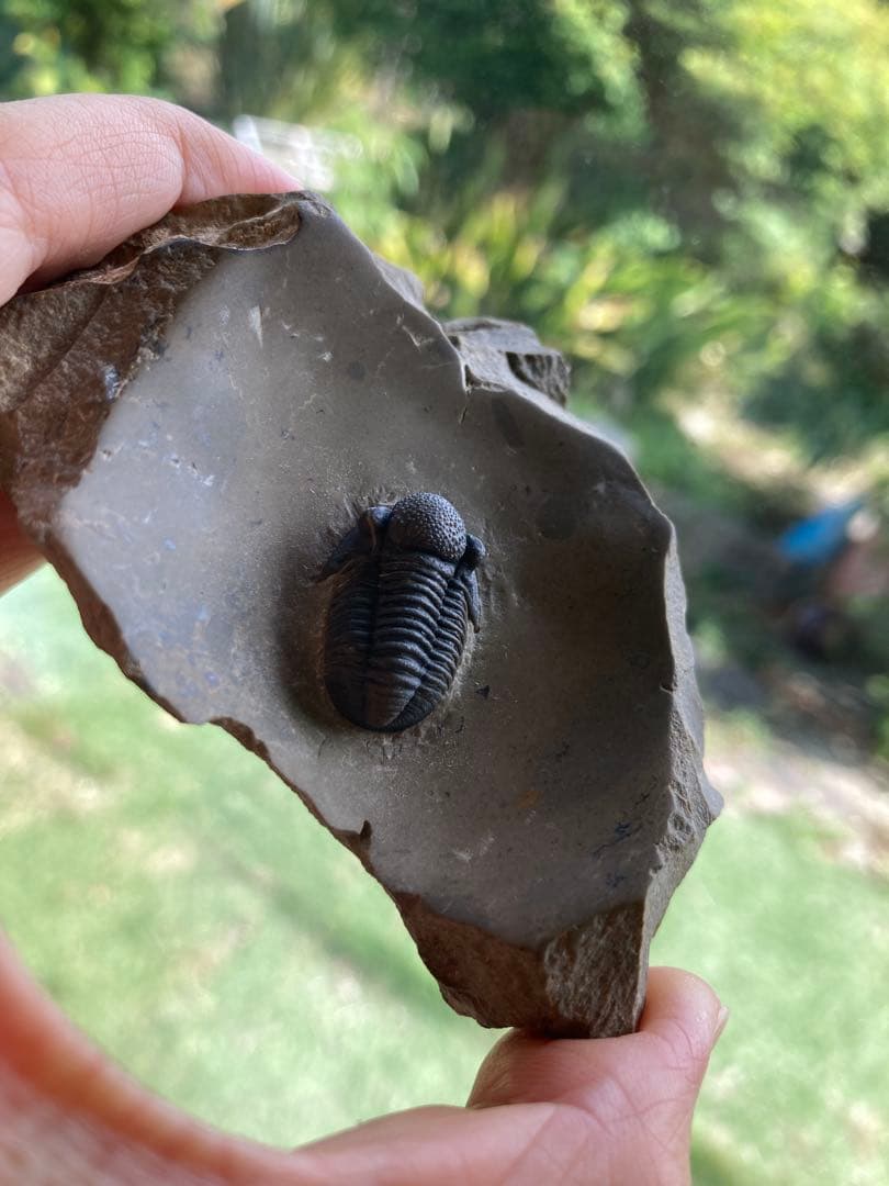 珍品　レア品　化石　コレクション　標本