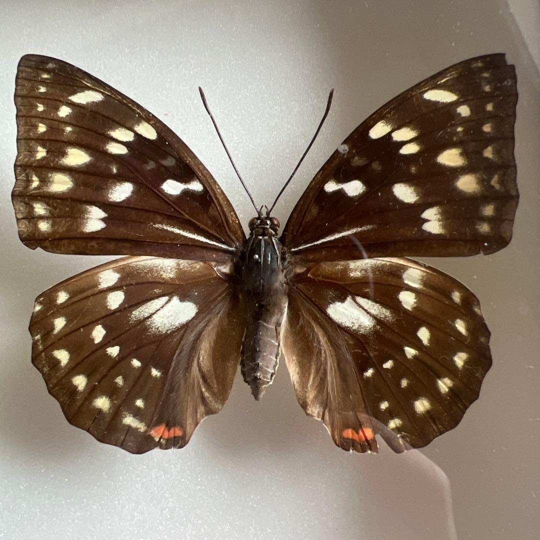 国産蝶オオムラサキ モルフォ型とオオムラサキ(雌)