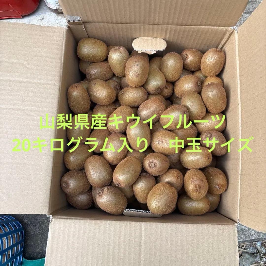 山梨県産キウイフルーツ　20キログラム入り　中玉