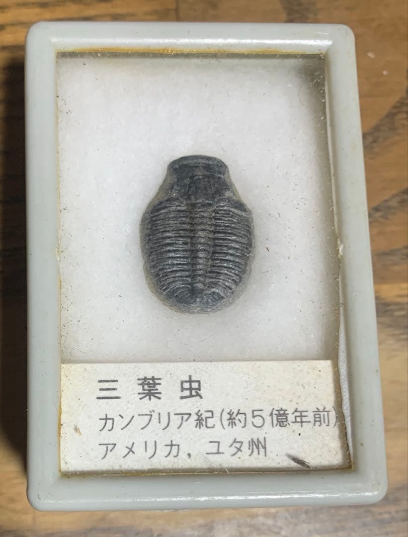 化石　三葉虫　アンモナイト　シェルオパール　メガロドンの歯