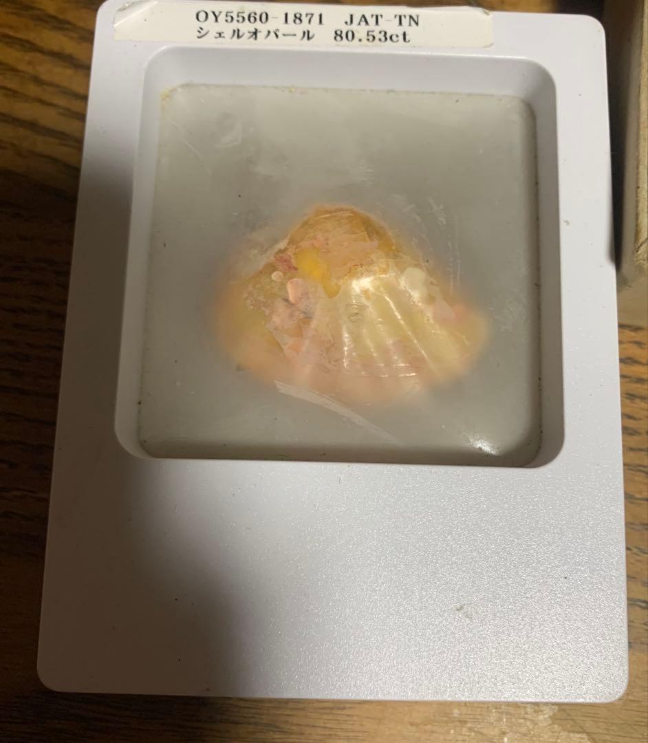 化石　三葉虫　アンモナイト　シェルオパール　メガロドンの歯