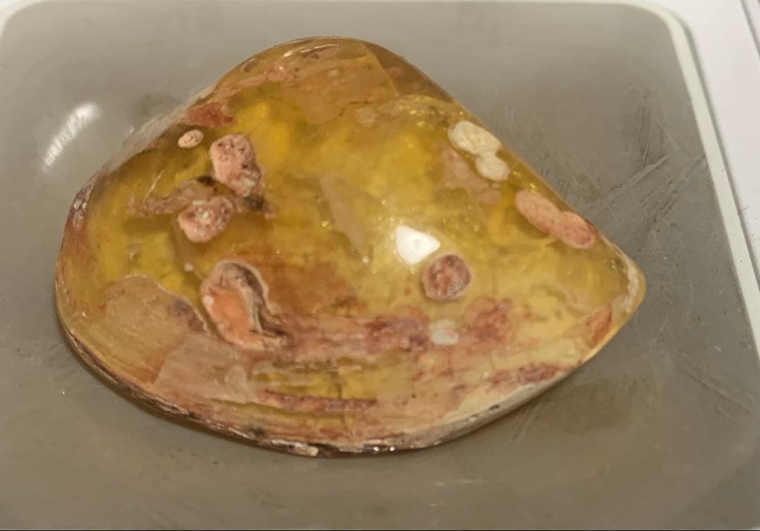 化石　三葉虫　アンモナイト　シェルオパール　メガロドンの歯