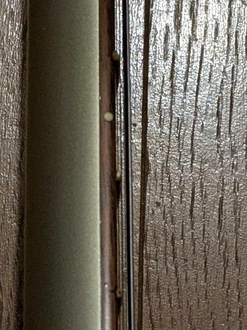 グラスルーツ Grass Roots レスポールタイプ ロック式