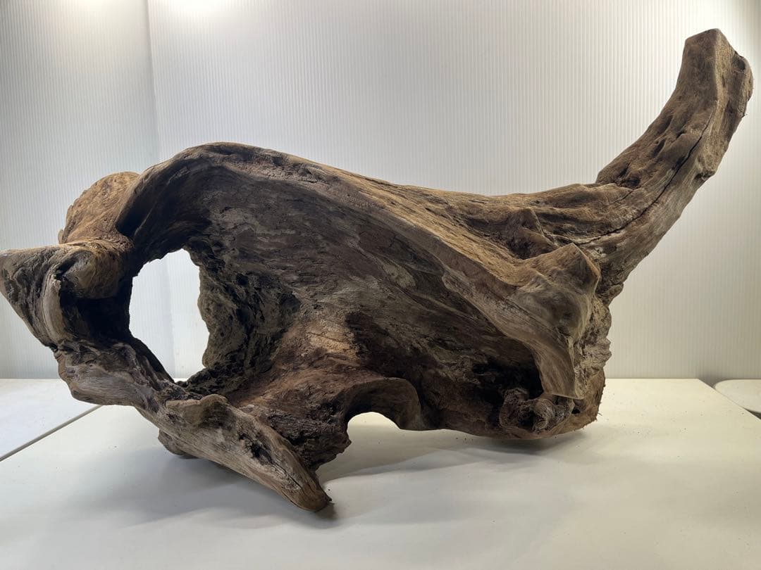 R72特大流木アク抜き済み流木 爬虫類シェルター 登り木 インテリア 生け花