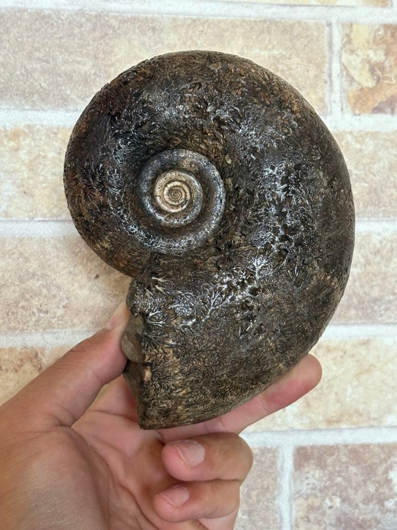 極美品　飴色の縫合線が見事なアンモナイトの女王　インターメディウム　化石