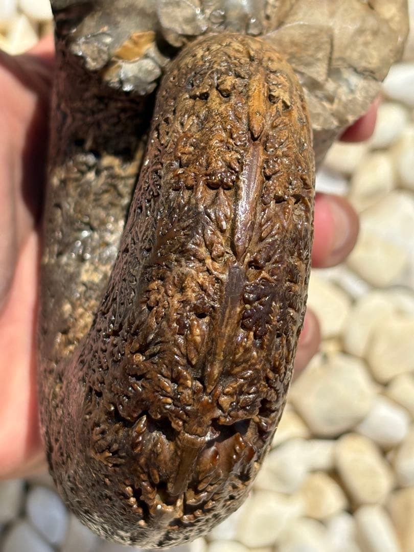 極美品　飴色の縫合線が見事なアンモナイトの女王　インターメディウム　化石