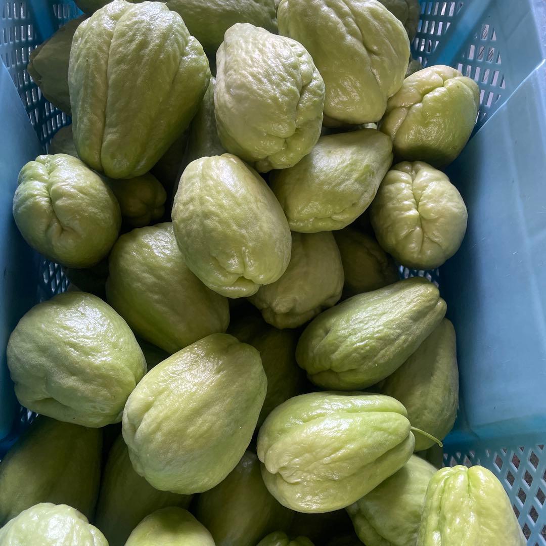 ハヤトウリ　約25kg 箱込み　無農薬