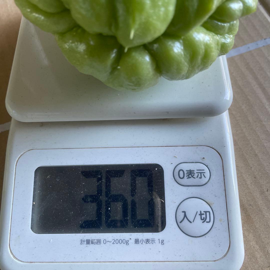 ハヤトウリ　約25kg 箱込み　無農薬