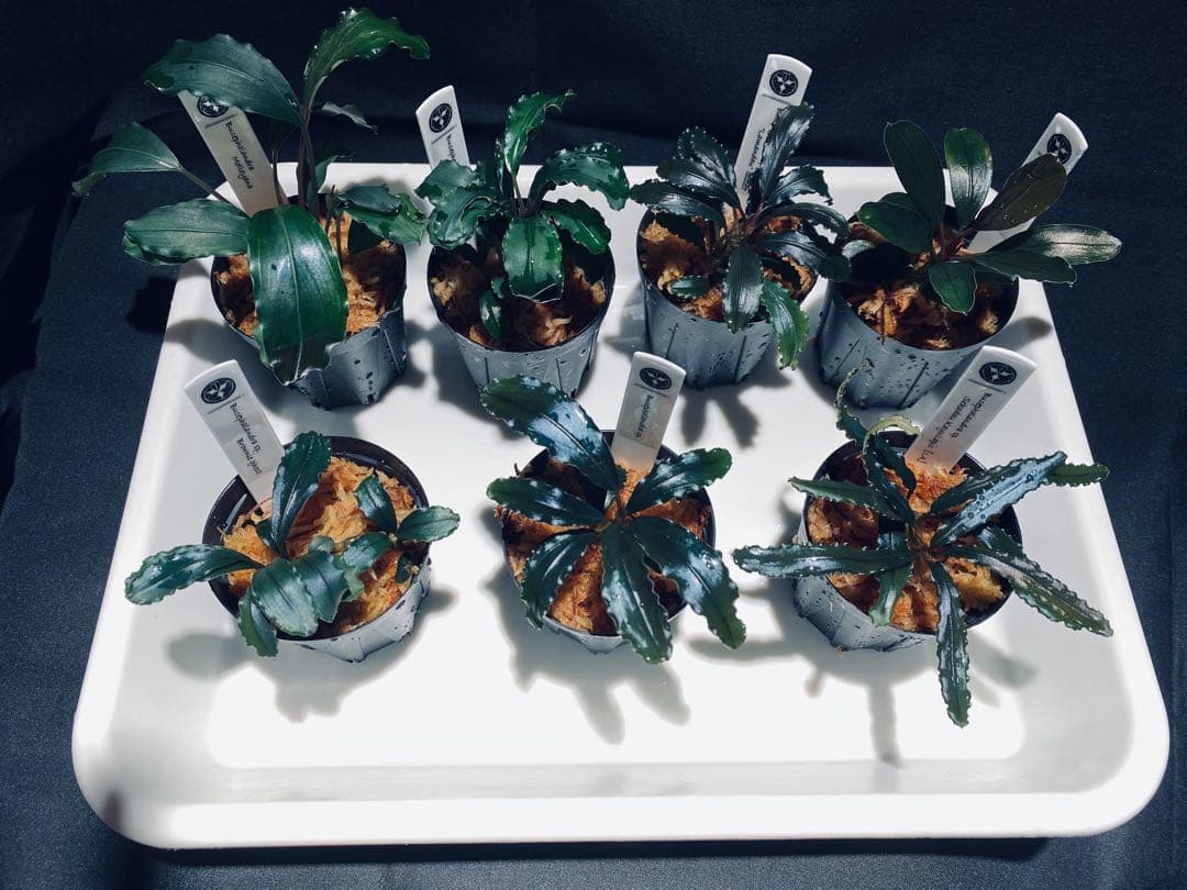 【ハイクラス②】ブセファランドラセット