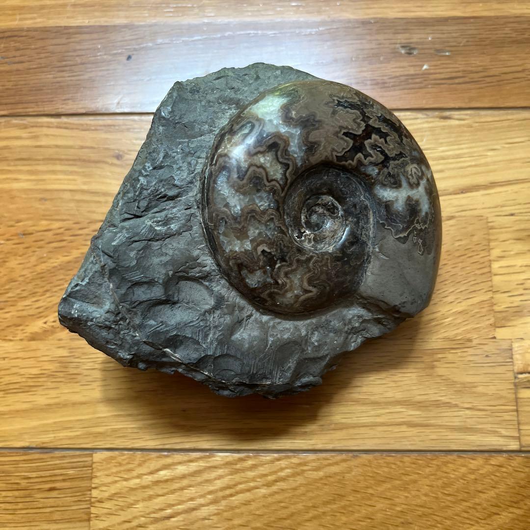 アンモナイト　化石　置物