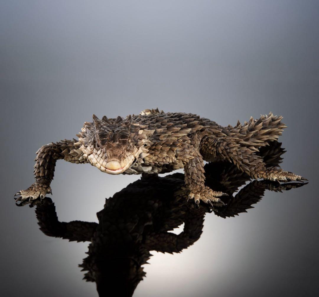 いきもの大図鑑アルティメット オオヨロイトカゲ 新品未開封 ②