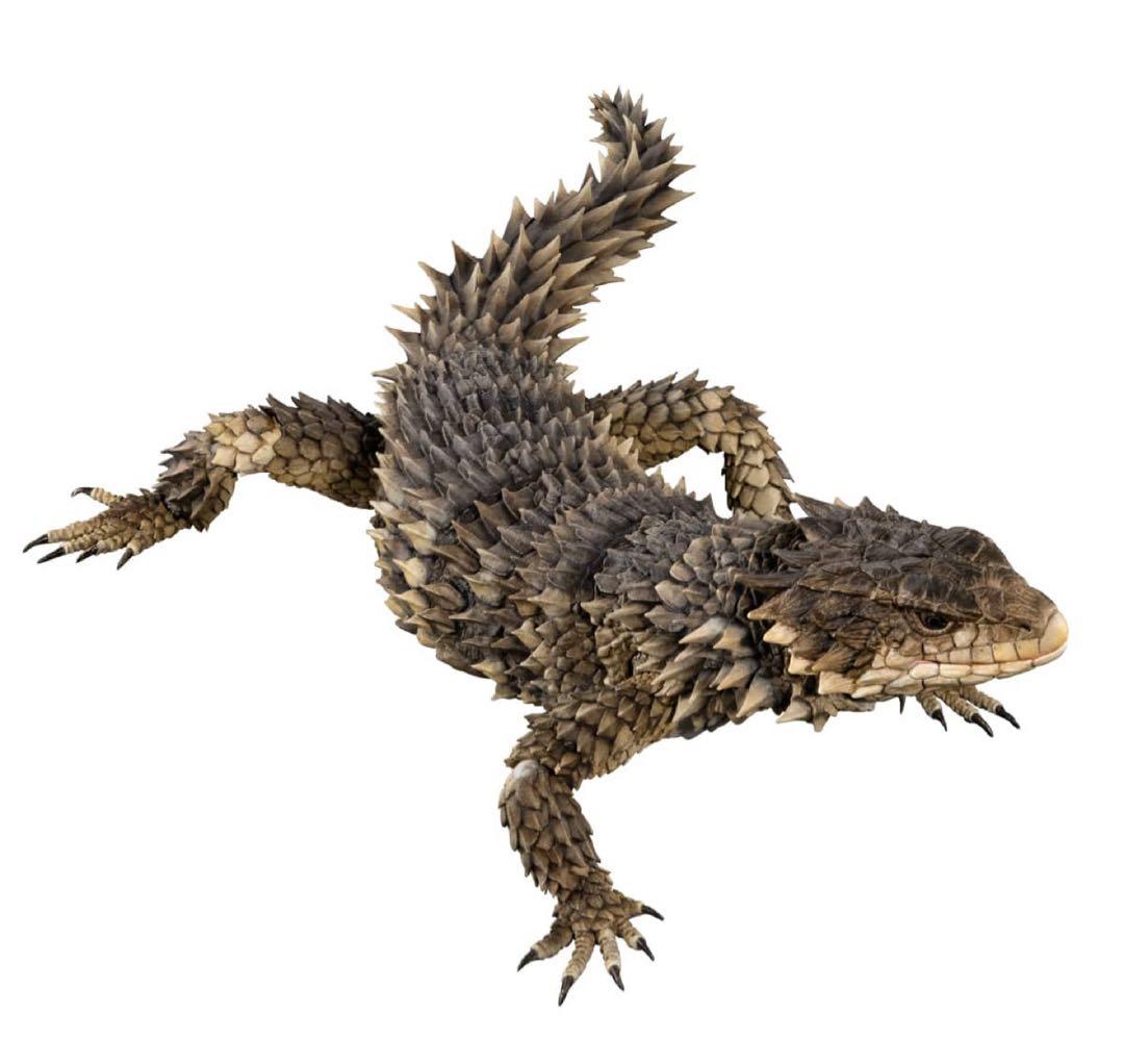 いきもの大図鑑アルティメット オオヨロイトカゲ 新品未開封 ②