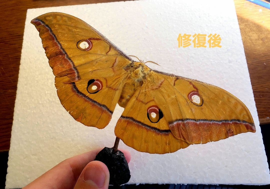 くなりみい出品 立体標本8点