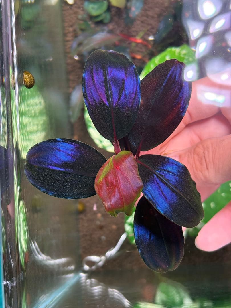 よしおページムーンライト、シルバーパウダー、パープルメタリックミッドナイト