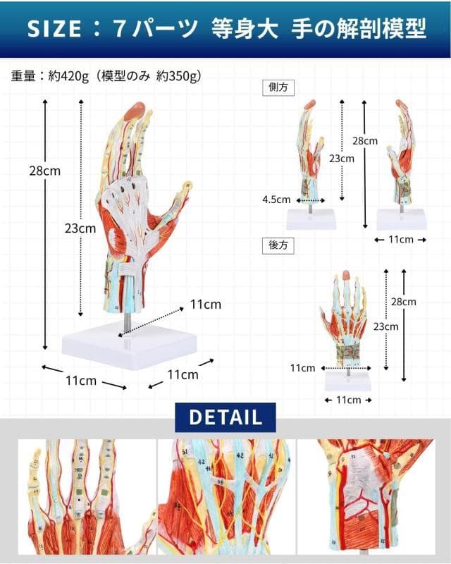 【未開封新品】手解剖模型 7パーツ分解モデル 等身大