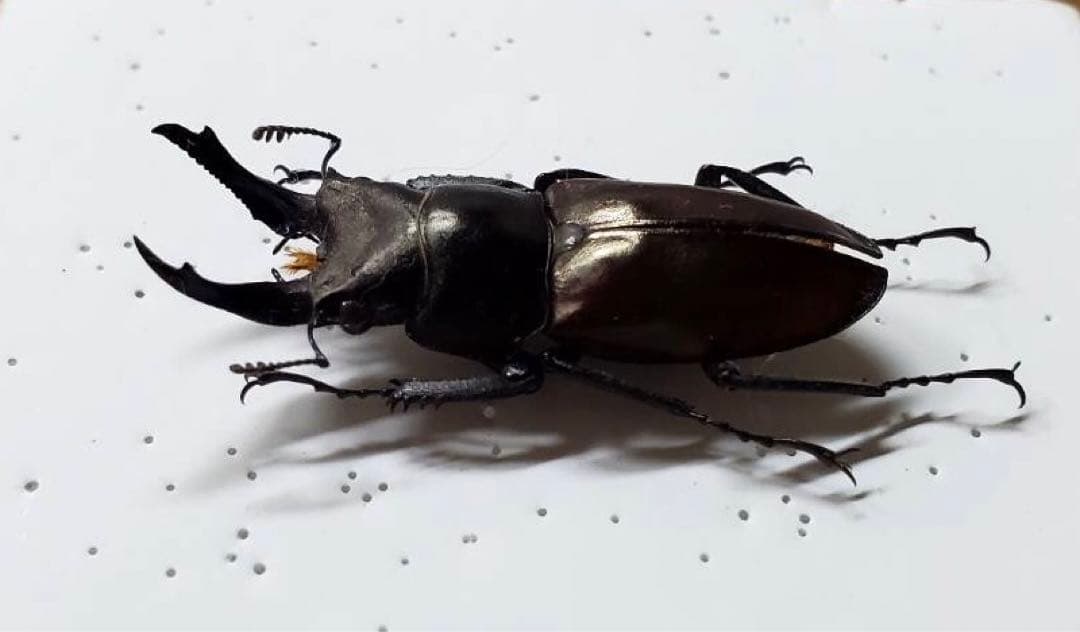 キンオニクワガタ 約35ミリ 野外品標本